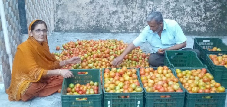 लॉकडाउन के बाद टमाटर में आए उछाल से किसान के चेहरे पर लौटी रौनक