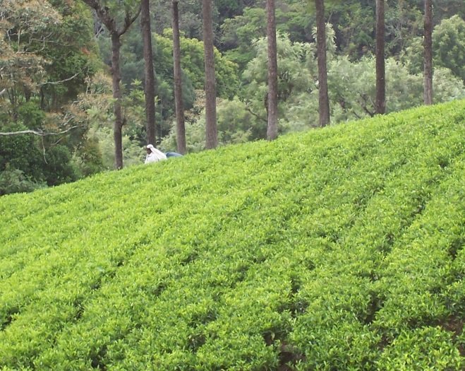 हिमाचल में अब चाय बागानों के नाम पर नहीं बेची जा सकेगी हजारों एकड़ जमीन  