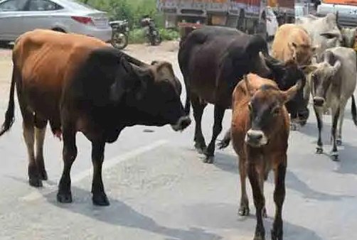 बेसहारा पशु दे रहे हादसों को न्यौता, सड़कों व गलियों में गंदगी फेला रहे पशु 