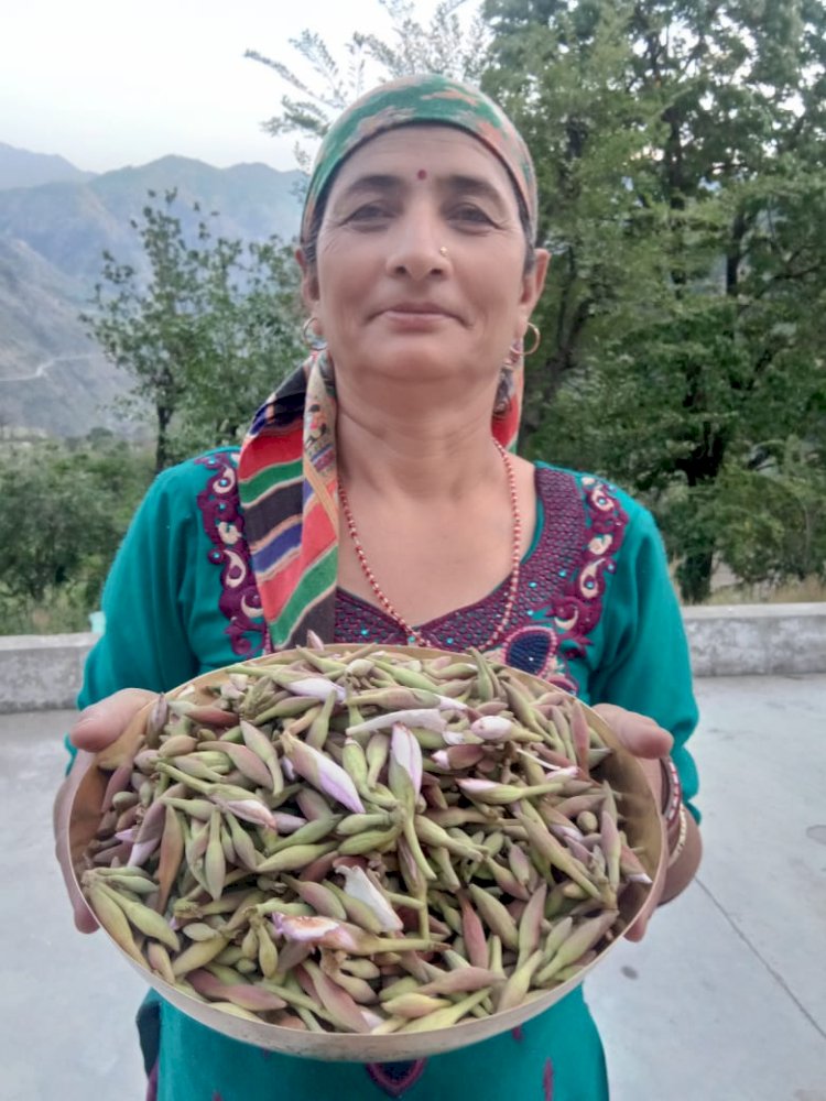 लॉकडाउन के दौरान गांव में जंगली सब्जियों का आन्नद उठा रहे गांव के लोग