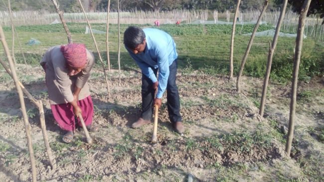 ट्रहाई गांव के गरीब किसान सब्जियों की सिंचाई के लिए पानी खरीदने को मजबूर