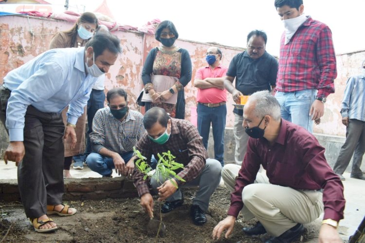 विश्व पर्यावरण दिवस पर कालाअम्ब के जाटांवाला नाले में रोपित किए जल शोधक : डॉ परूथी