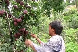 सेब सीजन के लिए नेपाली मजदूरों का किराया वहन करेगी सरकार : जयराम