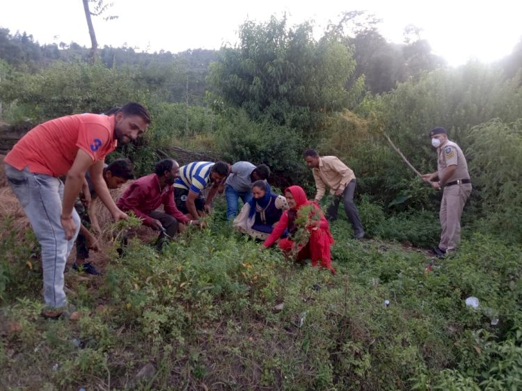 राजगढ़ क्षेत्र में 15 हजार भांग के पोधे उखाड़ कर नष्ट किये गए : भीष्म ठाकुर