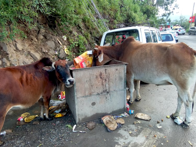 सफाई व्यवस्था को लेकर नगर पंचायत राजगढ़ विवादों में