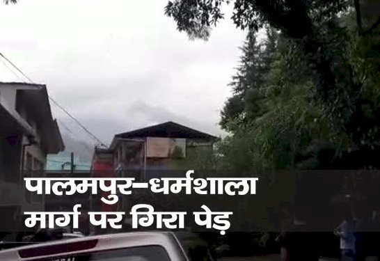 धर्मशाला : ग्रैंड प्लाजा मार्केट के पास पेड़ गिरने से एक घंटे तक यातायात रहा बाधित