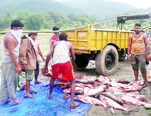 शिकार से बैन हटते ही मछली कारोबारी ने पकड़ी रफ्तार, पहले दिन ही कमाए 30 लाख 