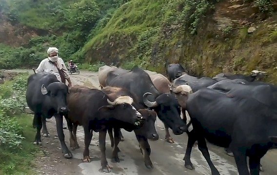 गृष्मकालीन प्रवास से लौटने लगे सिरमौरी घुमंतू गुज्जर, मैदानी इलाकों में मवेशियों संग डालेंगे डेरा