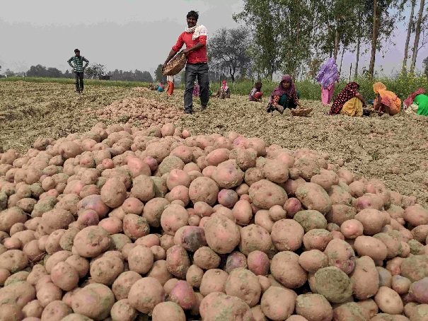 आलू बीज के बढ़ते दामों को लेकर, किसान आलू की खेती छोड़ने को मजबूर 