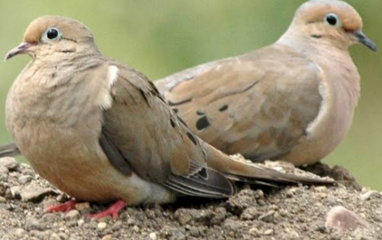 गिरीपार के ग्रीष्मकालीन प्रवास से लौटे समर विजिटर पक्षी 