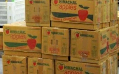सेब पैकिंग के लिए यूनिवर्सल कार्टन शुरू न होने से बागवानों का मंडियों में हो रहा शोषण 