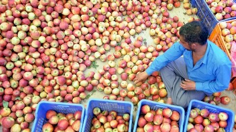 संगड़ाह की 5 पंचायतों में ओलावृष्टि से सेब उत्पादकों को भारी नुकसान 