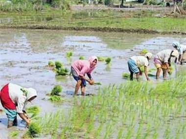 सिरमौर के मैदानी इलाकों में धान की रोपाई का कार्य जोरों पर