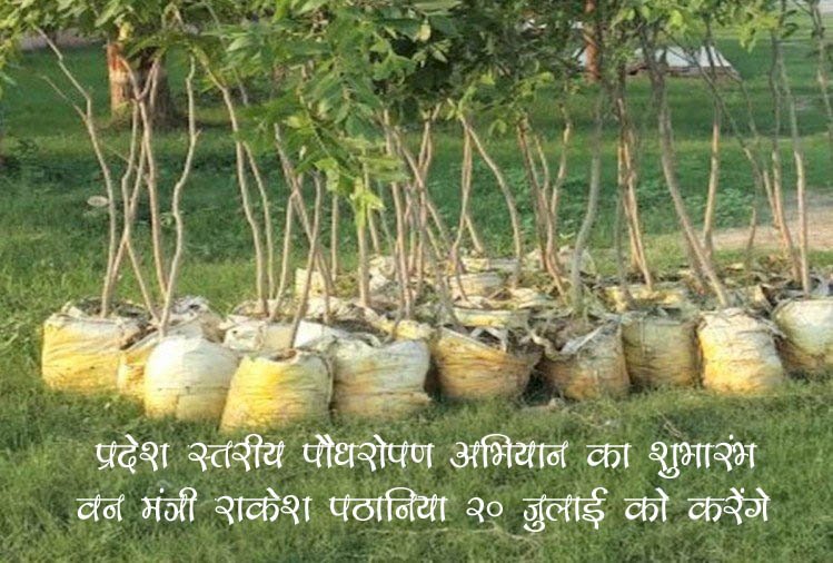 हिमाचल में वन विभाग रोपेगा 11 लाख औषधीय और फलदार पौधे, 20 जुलाई से शुरू होगा अभियान