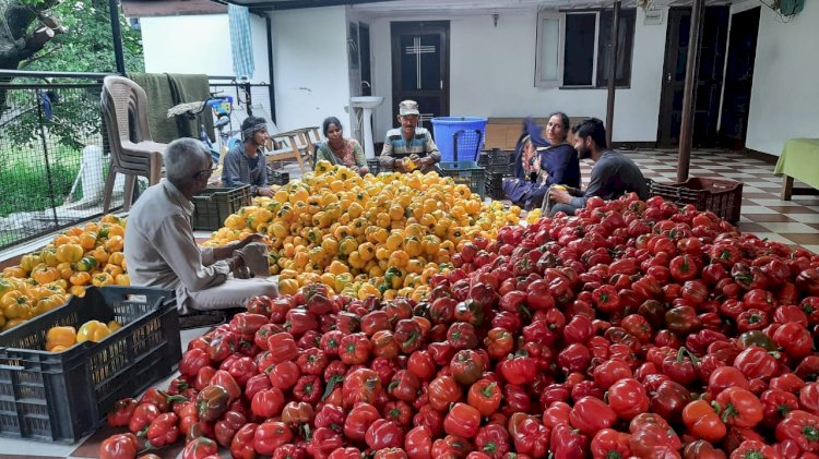 राजगढ़ के किसान लाल व पीली शिमला मिर्चो  के आधे रेट मिलने से  मायूस