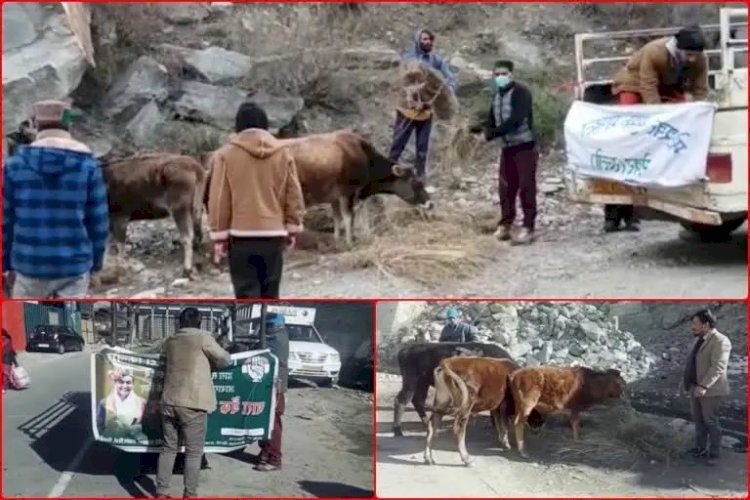 बेसहारा पशुओं का सहारा बनी दा हेल्पिंग हैंड संस्था , 40 से अधिक मेशियों की कर रहे देखभाल 