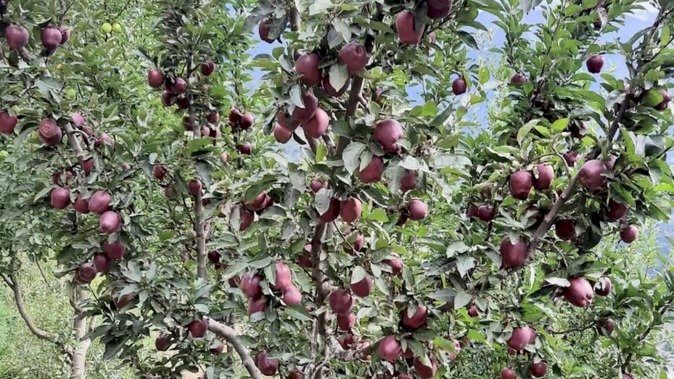 हिमाचल में बागवानी क्षेत्र आय के स्रोत उत्पन्न कर लोगों की आर्थिकी सुदृढ़ करने में सहायक सिद्ध