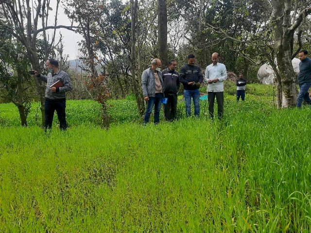 अधिकारियों ने खेतों का किया निरीक्षण, भोरंज में पीले रतुआ के लक्षण नहीं