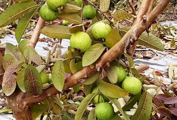 एचपी शिवा परियोजना से समृद्ध बने किसान, फलों के लहलहाते बगीचे बयां करते खुशहाली की दास्तान