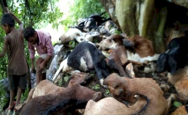 आसमानी बिजली गिरने से 20 बकरियों की मौत  