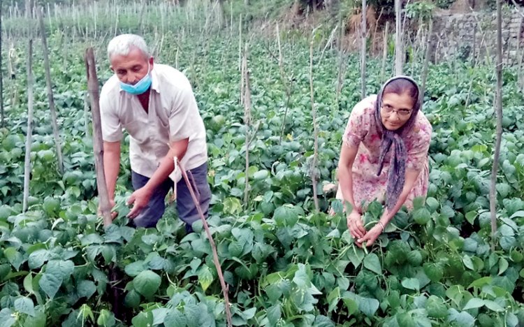 फ्रांसबीन की बंपर फसल , नहीं मिल रहे वाजिब दाम , मुरझाये किसानों के चहरें 