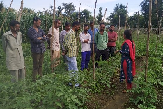 नगदी फसलों को रोगों से बचाने के लिए वैज्ञानिक तरीकों को अपनाएं किसान