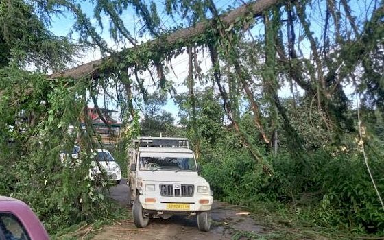 शिमला के उपनगर टूटू में एक पेड़ के धराशायी होने से नेशनल हाइवे बंद, लगा लंबा जाम 