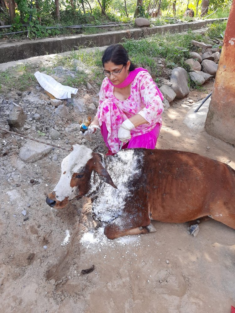 पशुपालन विभाग की त्वरित कार्यवाई से लम्पी त्वचा रोग से ग्रस्त बछड़ी को मिला आराम 