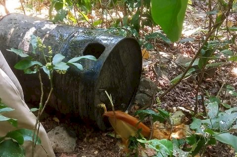 वन विभाग ने भंगानी के माजरी जंगल में अवैध शराब की 2 भट्टियां की नष्ट