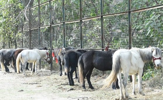 अंतरराष्ट्रीय लवी मेले में दो साल बाद पहाड़ का जहाज कहे जाने वाले चामुर्थी घोड़ों का होगा कारोबार  