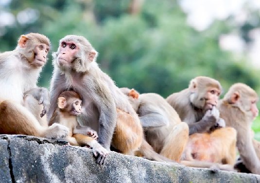 हिमाचल प्रदेश में अब उत्पाती बंदर नहीं होंगे वर्मिन घोषित जानिए......