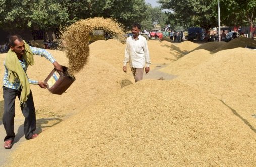 धान की फसल खरीदने के लिए केंद्रों में अब तक 12161 एमटी धान फसल की हुई खरीद