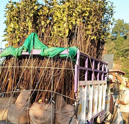 उद्यान विभाग मशोबरा में बांटेगा चार हजार फलदार पौधे : डाॅ नगरेटा