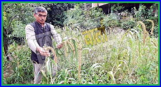 कृषि क्षेत्र में विशिष्ट सेवा के लिए हिमाचल के नेकराम शर्मा को पद्मश्री पुरस्कार से मिलेगा सम्मान 