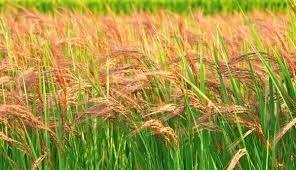 लाल चावल को देश-विदेश में पहचान दिलवाने के लिए टैग जीआई दिलाने की तैयारी