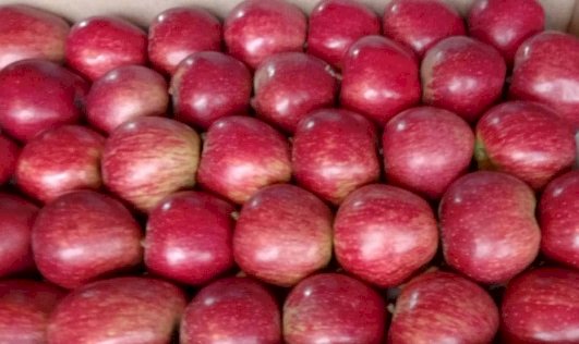 वजन के हिसाब से सेब बेचने के फैसले पर भड़के आढ़ती, मंडियों में सेब बेचने से किया इंकार 